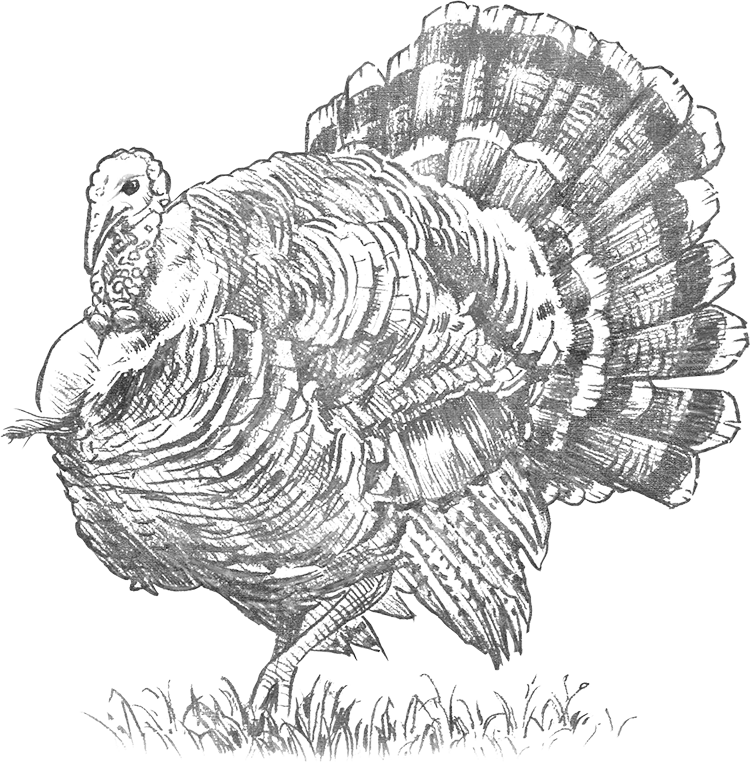 Turkey Sketch
